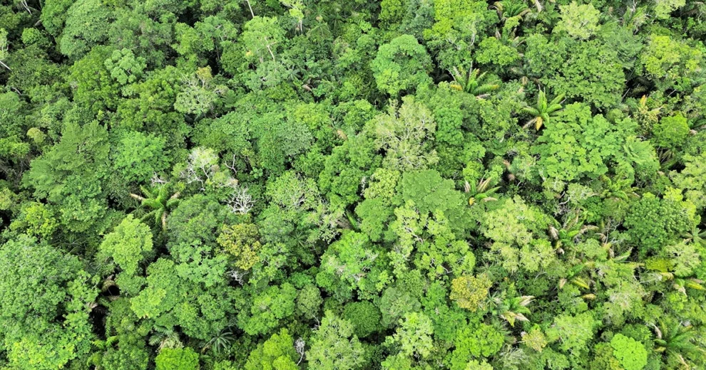 Amazonas - Regenwald von oben