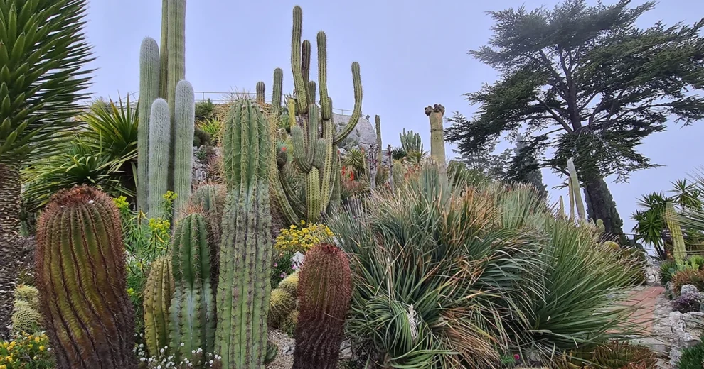 Eze - Jardin Exotique Pflanzen
