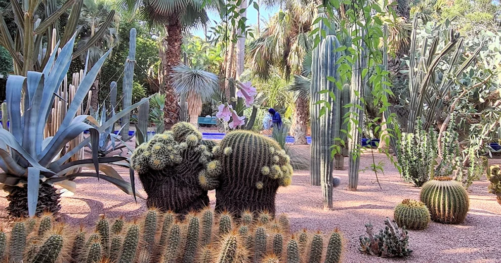 Jardin Majorelle - Kakteen