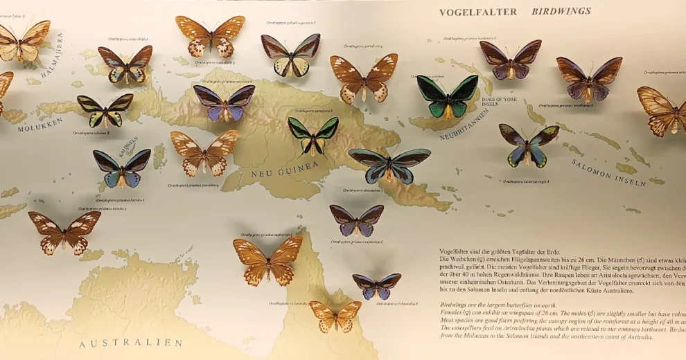 Wien - Naturhistorische Museum - Vogelfalter