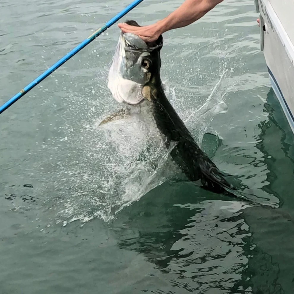 Belize - Tarpon