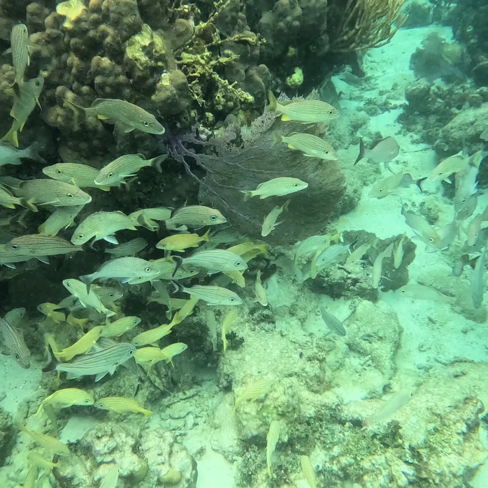 Belize - Unterwasserwelt