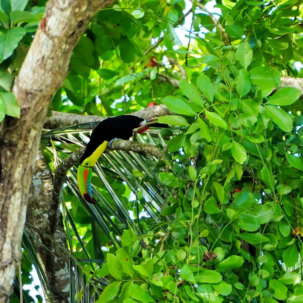 Costa Rica - Cahuita Nationalpark - Tucan
