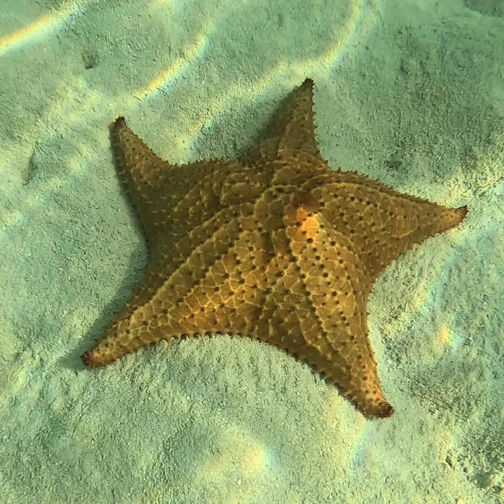 Dominikanische Republik - La Romana - Seestern