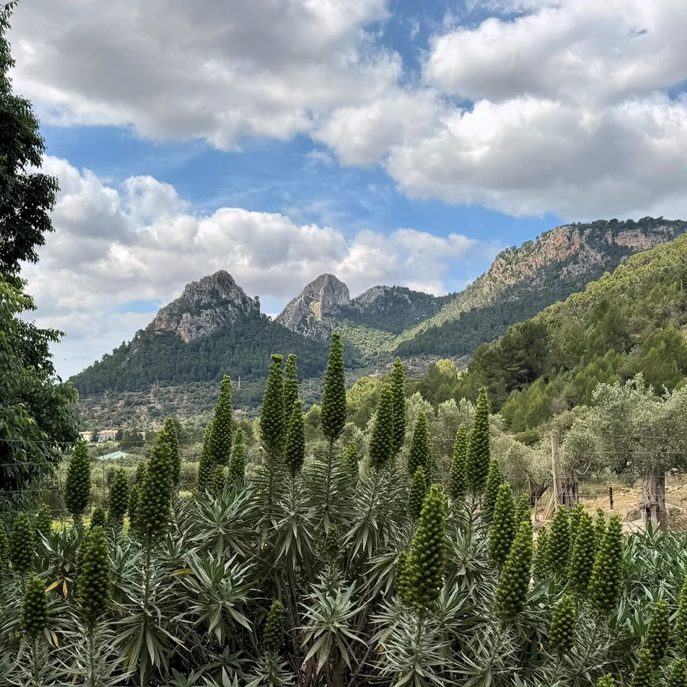 Gärten von Alfabia - Ausblick