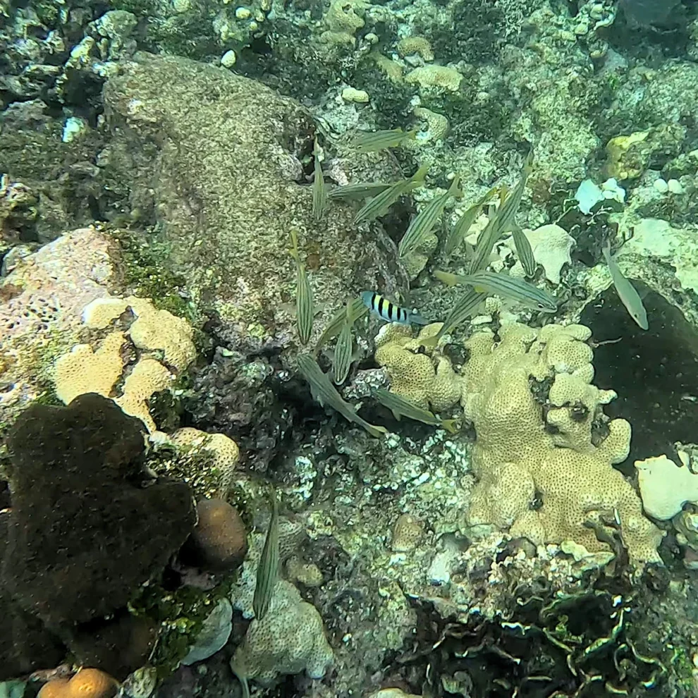 Honduras - Roatan - Unterwasserwelt