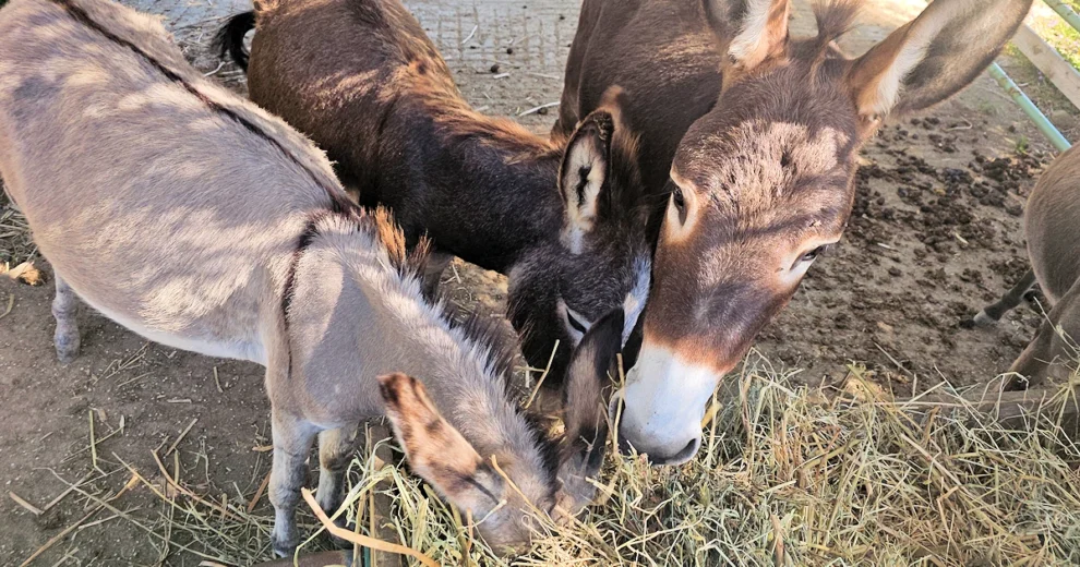 Hapimag Cefalù - Anlagenesel