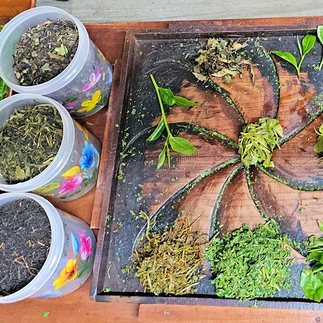 Ella Organic Tea Garden - Teeherstellung