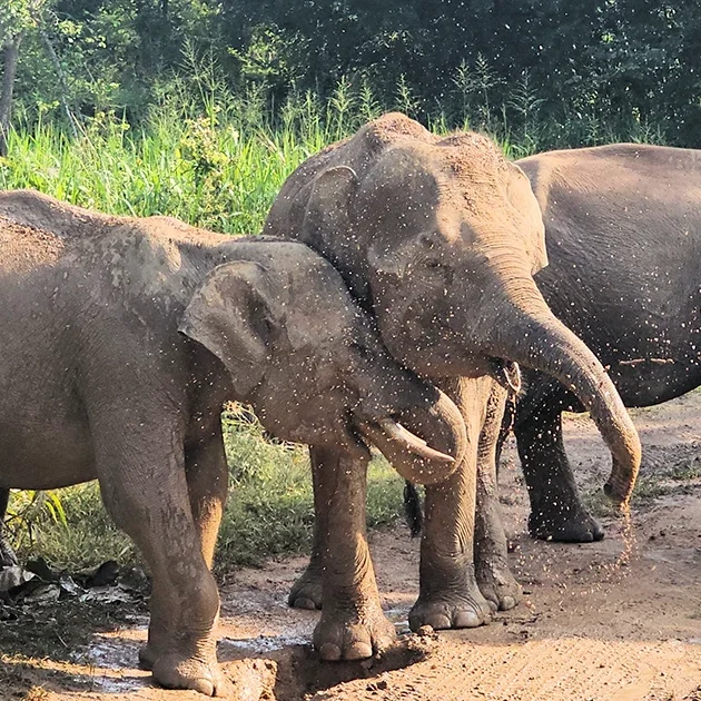 Hurulu Eco Park - Elefanten im Schlamm