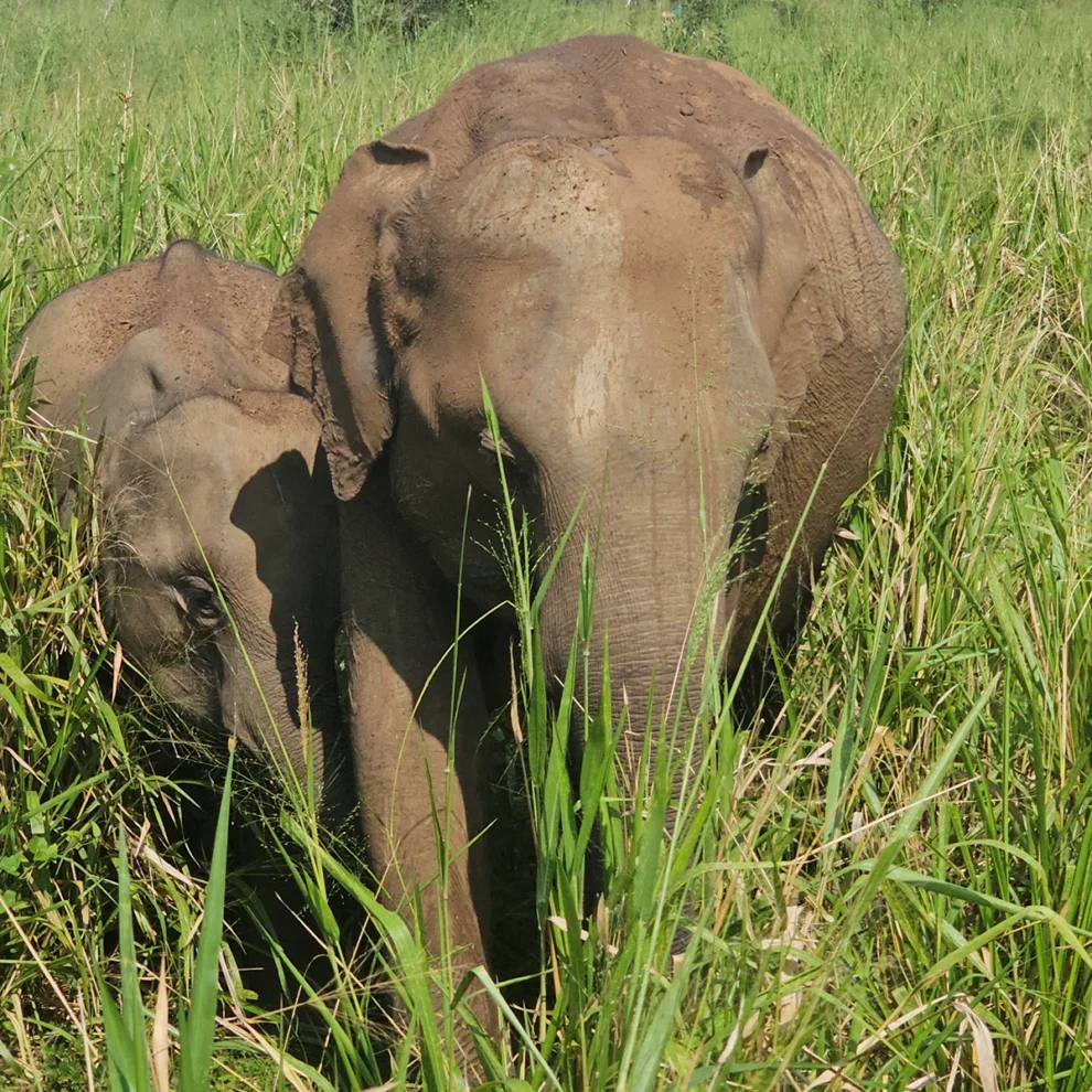 Hurulu Eco Park - Elefantenmutter mit Kind