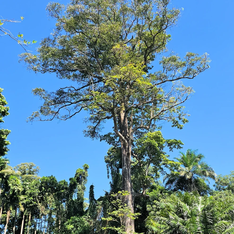 Kandy - Botanischen Garten - Couratari