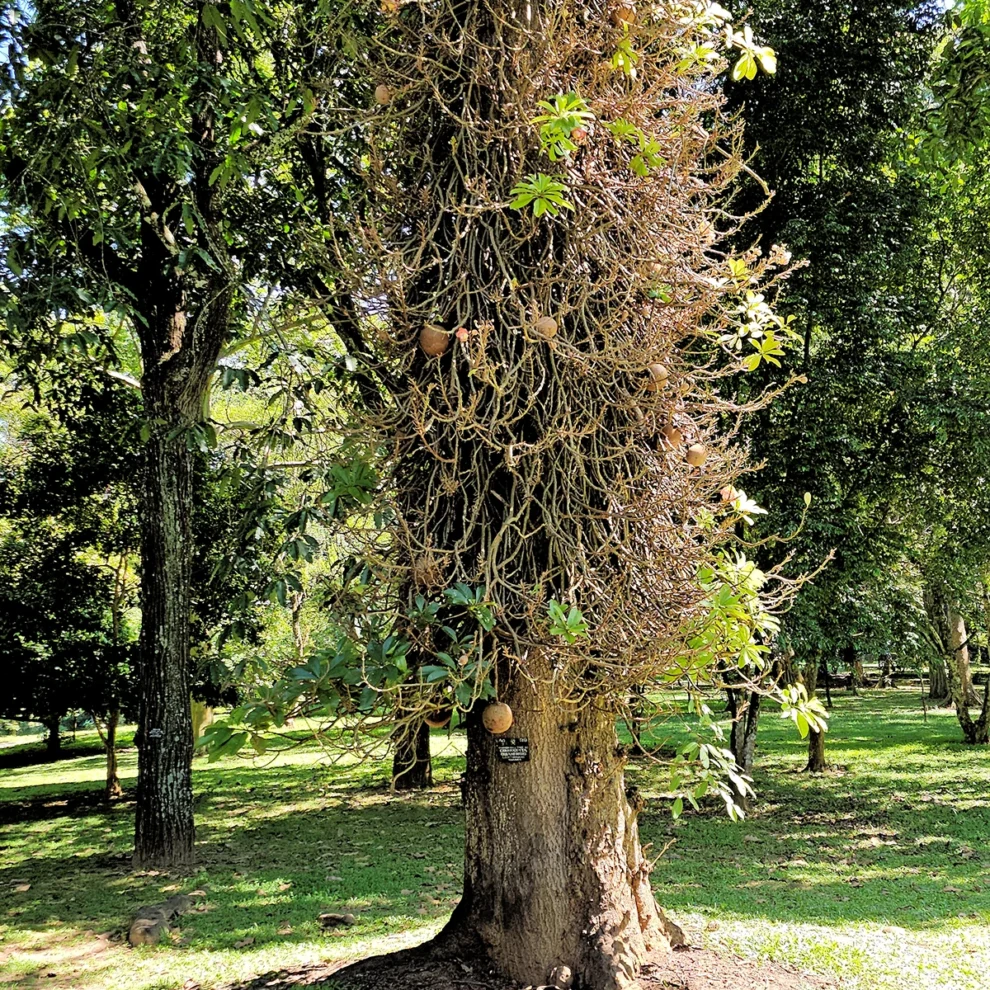 Kandy - Botanischen Garten - Kanonenbaum