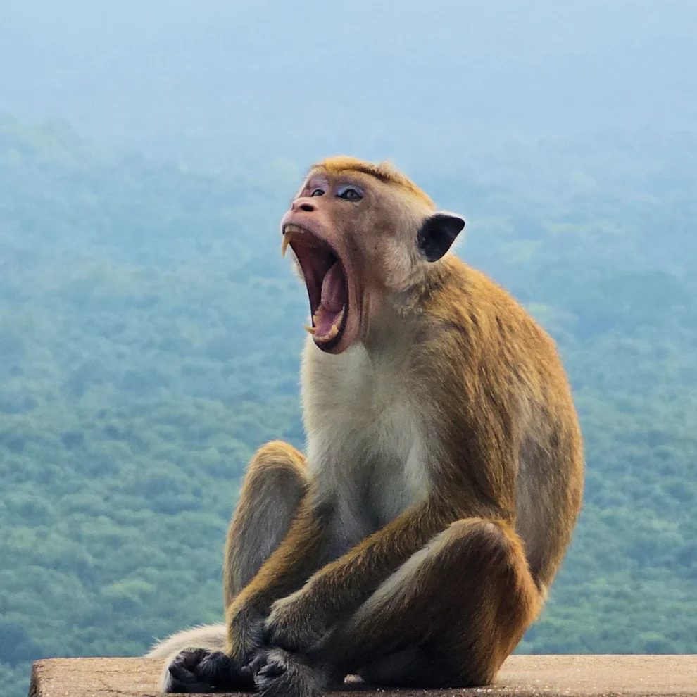 Sri Lanka - Löwenfelsen mit Affe